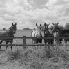 4.5 - horses saying hello by the roadside (black+white)