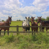 4.5 - horses saying hello by the roadside