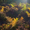 Sunlight on heather and ferns