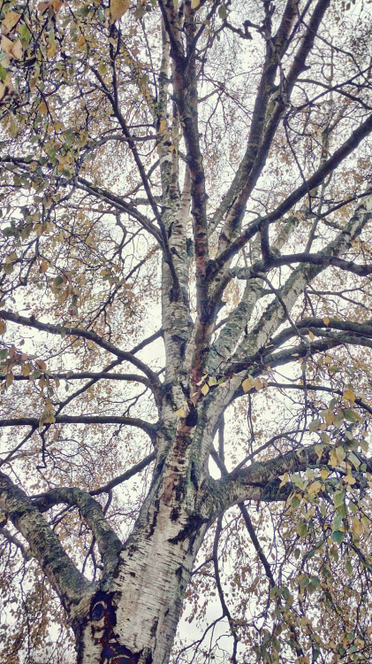A birch tree in the middle of Craigie, Perth