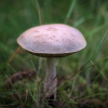 Closeup of a toadstool found in the Black Woods of Rannoch