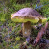 A huge toadstool, rotten, decaying and slightly eaten. Not by me.