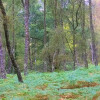 Birch trees amongst ferns