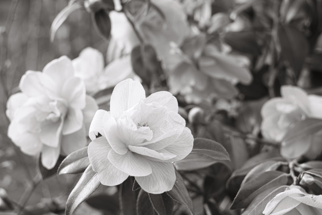 Rose, black and white