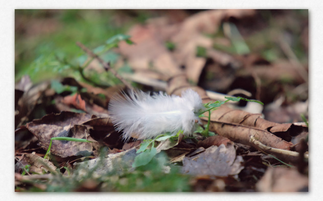 My photo/hiking friend said he was on the lookout for feathers for another project. I found this one, lying on the ground amongst the fallen leaves; 20 minutes later we finally went on our way again.