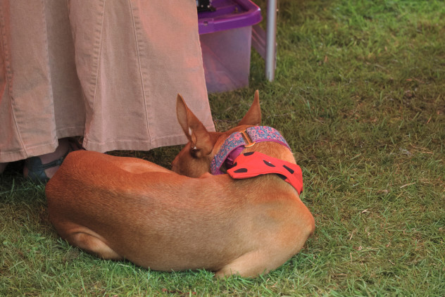 A really gorgeous wee Pharoah Hound dog