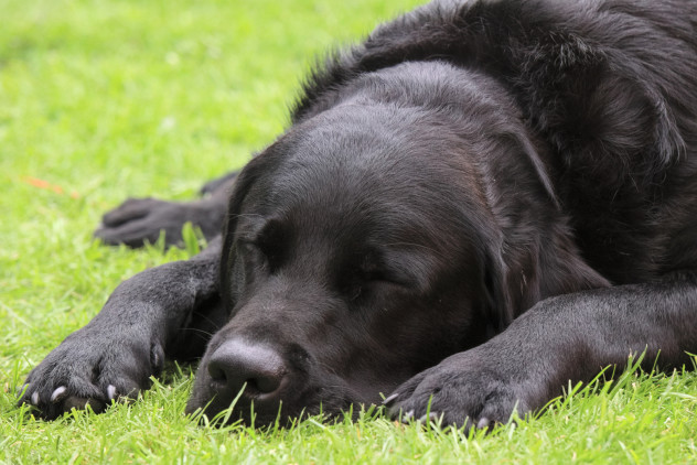 Gorgeous fluffy labrador snoozing quietly beside a stall tent.