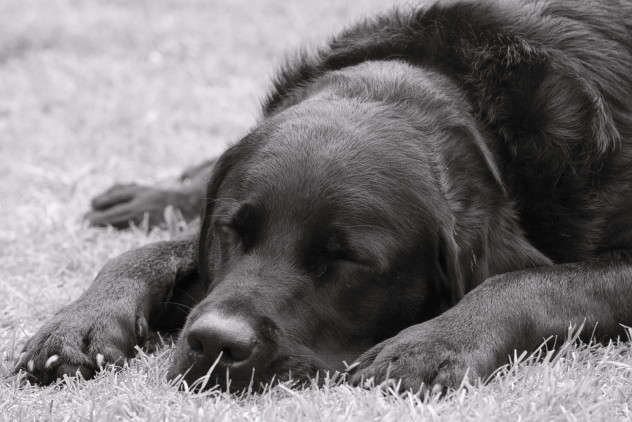 Gorgeous fluffy labrador snoozing quietly beside a stall tent.
