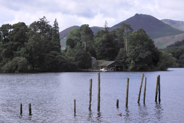 A duck swimming around wooden posts, the remains of a landing jetty opposite Catbells, Derwentwater.
