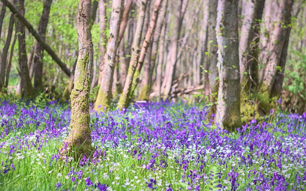 A favourite sign of spring - a bluebell wood outside Crieff