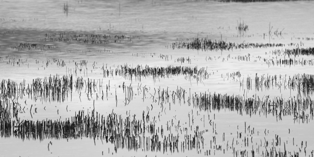 A semi-abstract view; stalks of grass submerged in a flooded field, Bridge of Earn.

I liked the way the sky reflected in silvery blue off the water, in a pattern flowing around the protruding clumps of grass.