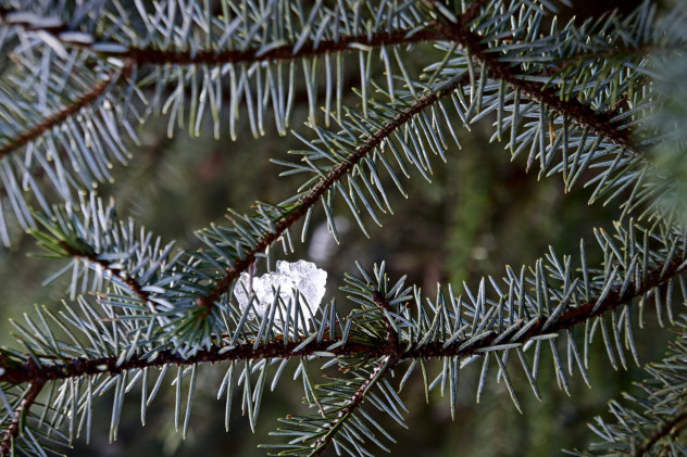 A tiny fragment of ice catching the sunlight whilst resting among pine needles.