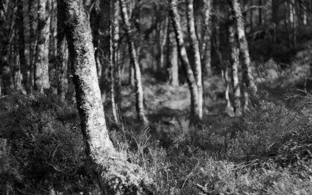 Sunlight and trees in the Black Woods of Rannoch.