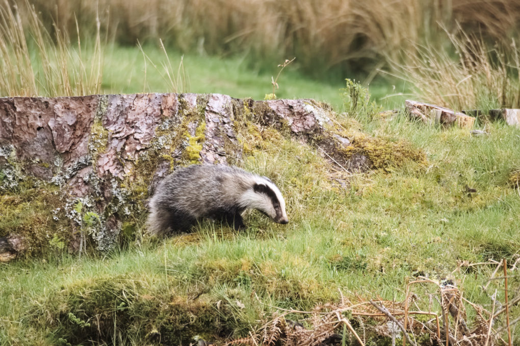 Whilst driving along the road, I was rather surprised to see a fuzzy grey beastie strolling around in the verge. On a quick inspection, it turned out to be a badger! Smaller than one would imagine given nature documentaries, but no less gorgeous for it. 

So I stopped and strolled back with the 75-300mm lens attached and got this...