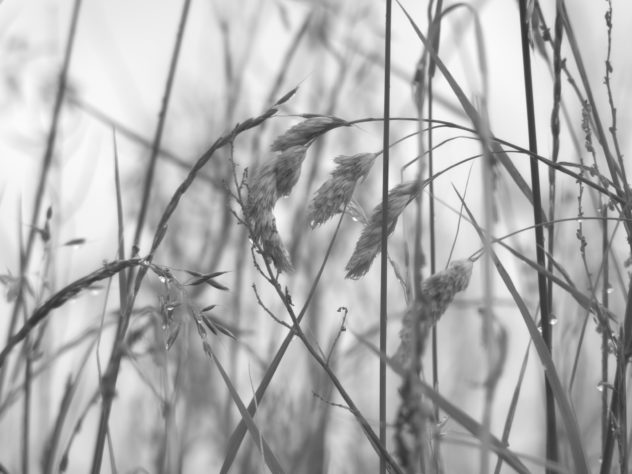 I'd been focussing the 75-300mm lens at infinity - so thought I'd bring it closer and see what happened. These simple blades of grass going to seed are the result.