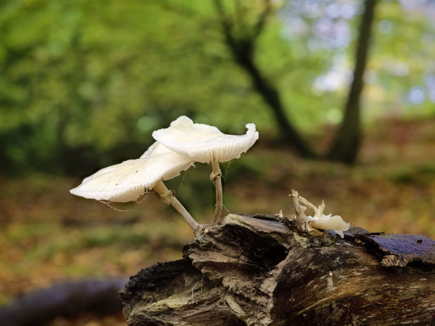 Very dainty pale off-white fungi growing on the edge of a fallen tree branch