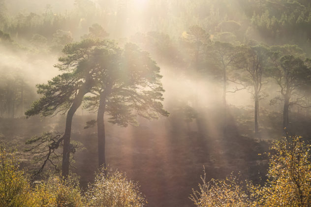 A perfect moment - bright morning sunlight blasting through glorious old Scots Pine trees casting their shadows on the mist. 

A moment of drama yet ultimately of peace.
