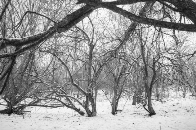 A plethora of liens - hawthorn trees in the snow