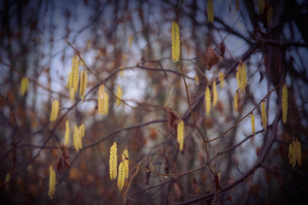 I think these are hazel catkins, although I could be wrong.
