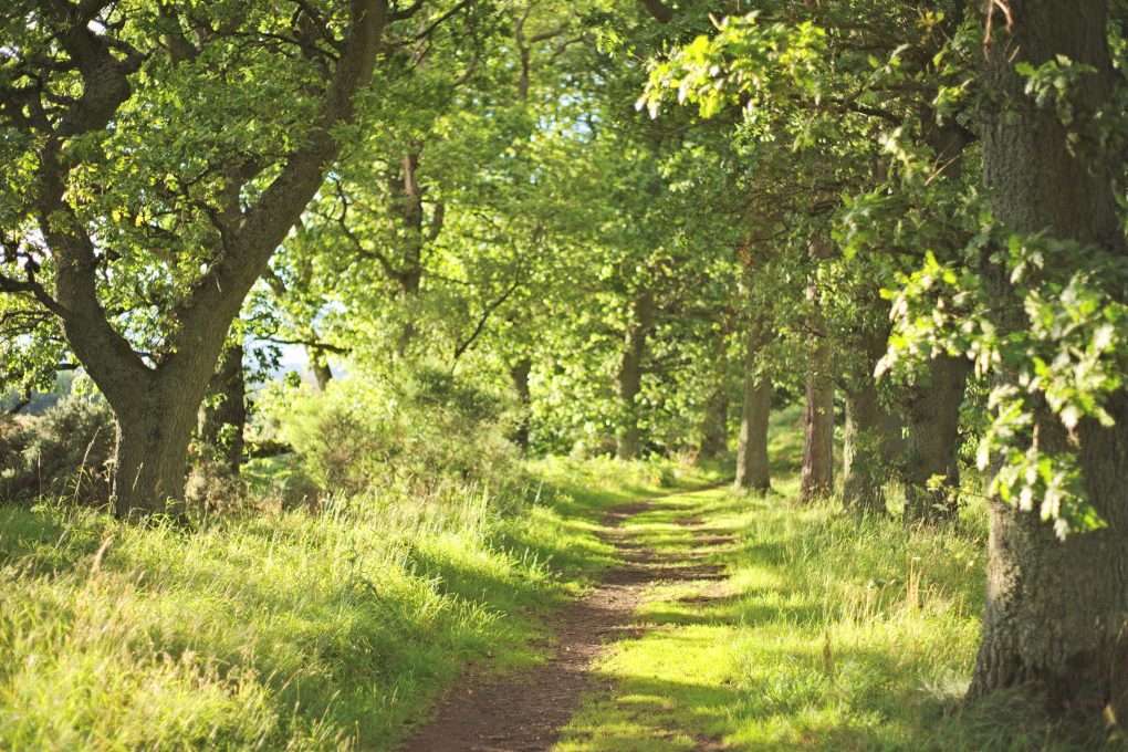 Path through the Oak Walk, Auchterarder