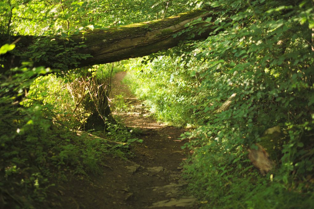 Part of the path through the Oak Walk, Auchterarder