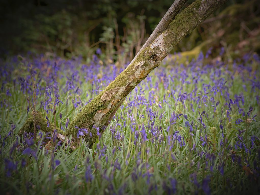 A few early bluebells from the end of April along Lady Mary's Walk, Crieff