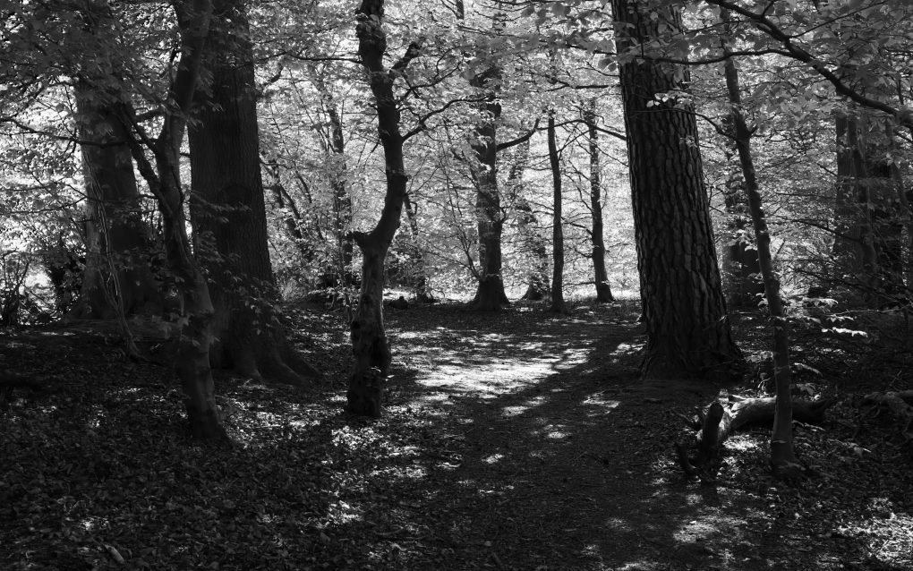 Taken along the Oak Tree Walk in Auchterarder