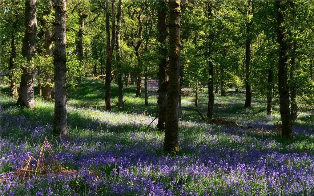 Having been introduced to the joys of Kinclaven on a photo-trip with two friends, I took the parents for a trek around Kinclaven bluebell woods. 
Don't think I've ever seen so many bluebells (OK, maybe harebells?) before. Totally awesome, a lovely place to be in the dappled light under the trees.
