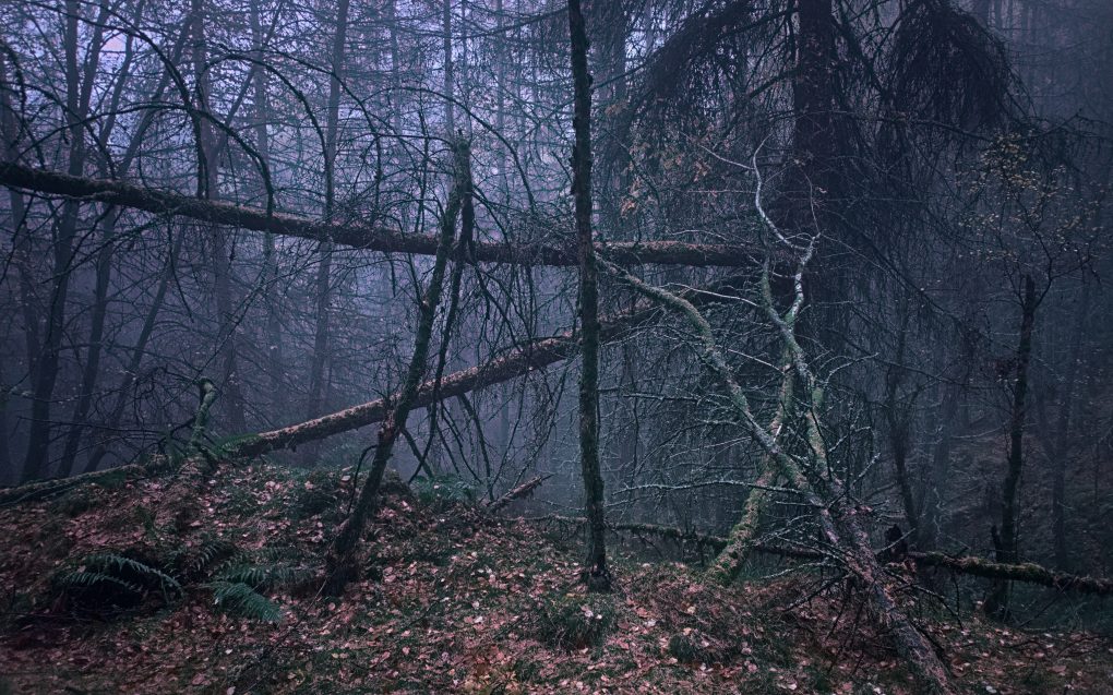 Low visibility - lines in the woods - lines in the mist.